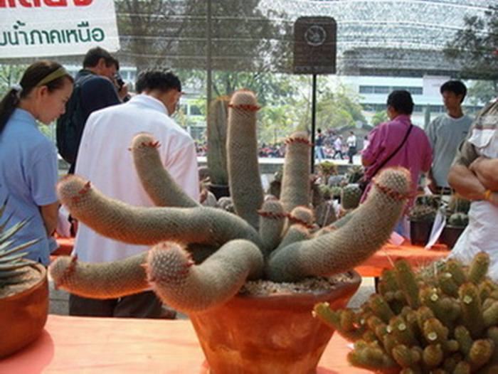 ลั๊นลาหลังวันโลกแตก