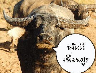 ซีโอโอจัดให้ค่ะ.......ฮากว่าเดิมอิอิ....รุ่นทิ้งทวนก่อนปี 2013 ฮ่ากระจายค่ะ