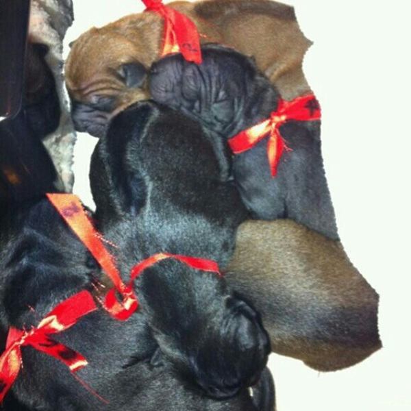 น่ารักอ่ะ! สรยุทธ พาน้องหมาสุดเลิฟร่วมจัดรายการ