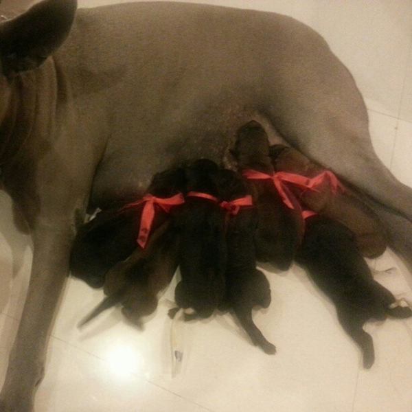 น่ารักอ่ะ! สรยุทธ พาน้องหมาสุดเลิฟร่วมจัดรายการ