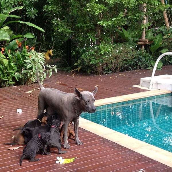 น่ารักอ่ะ! สรยุทธ พาน้องหมาสุดเลิฟร่วมจัดรายการ