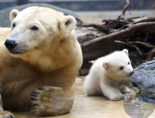 2. อวดโฉม อโนริ ลูกหมีขั้วโลก สมาชิกใหม่สวนสัตว์เบอร์ลิน