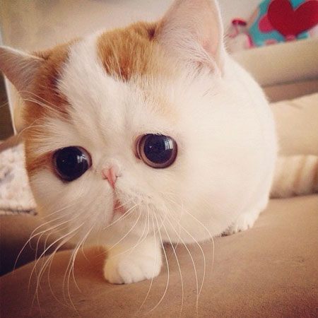 3. เจ้าเหมียวสนูปปี้ แมวน่ารักที่กำลังดังสุด ๆ ในอินเทอร์เน็ต