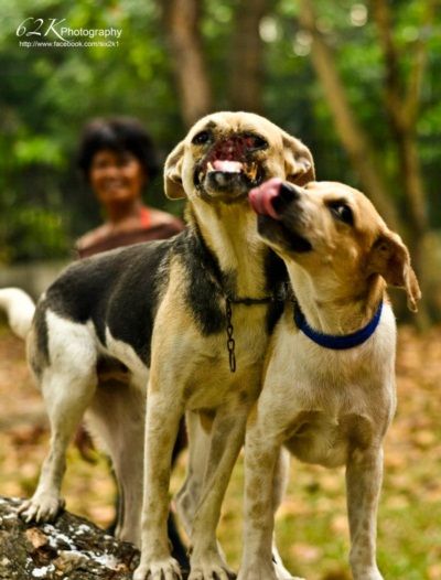 7. ทึ่ง! กาบัง สุนัขฟิลิปปินส์โดดให้รถชนแทนเด็ก จนตัวเองจมูกแหว่ง
