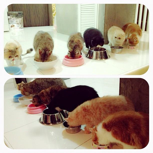 วันสบาย ๆ ของ ออย ธนา กับแก๊งแมวเหมียว