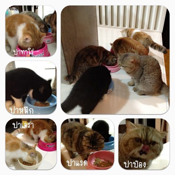 วันสบาย ๆ ของ ออย ธนา กับแก๊งแมวเหมียว