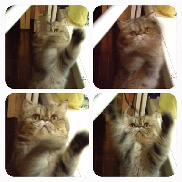 วันสบาย ๆ ของ ออย ธนา กับแก๊งแมวเหมียว