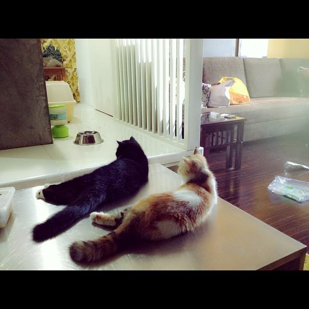 วันสบาย ๆ ของ ออย ธนา กับแก๊งแมวเหมียว