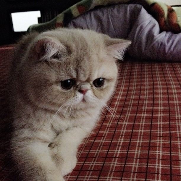 วันสบาย ๆ ของ ออย ธนา กับแก๊งแมวเหมียว