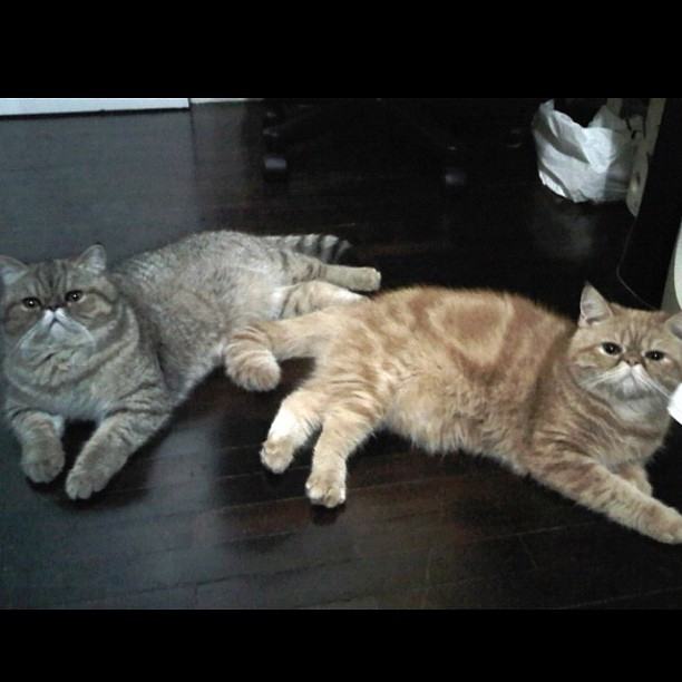 วันสบาย ๆ ของ ออย ธนา กับแก๊งแมวเหมียว