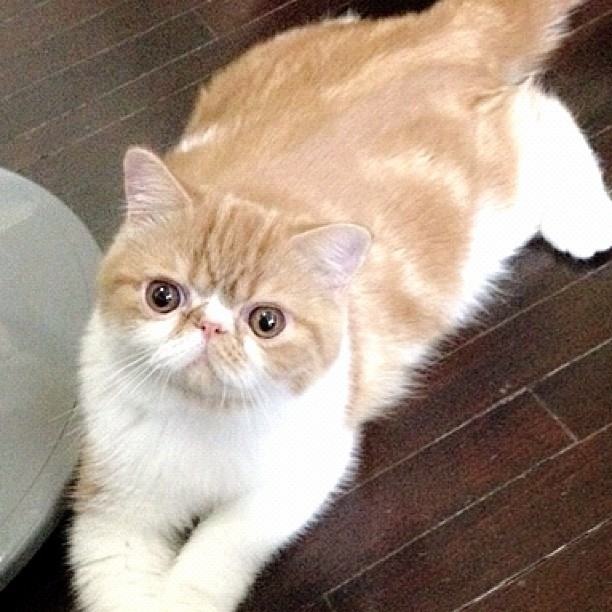วันสบาย ๆ ของ ออย ธนา กับแก๊งแมวเหมียว