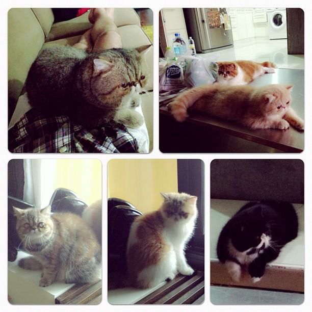 วันสบาย ๆ ของ ออย ธนา กับแก๊งแมวเหมียว