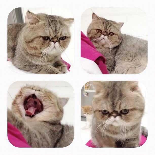 วันสบาย ๆ ของ ออย ธนา กับแก๊งแมวเหมียว