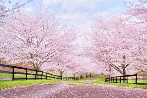ภาพสวยหลายสไตล์