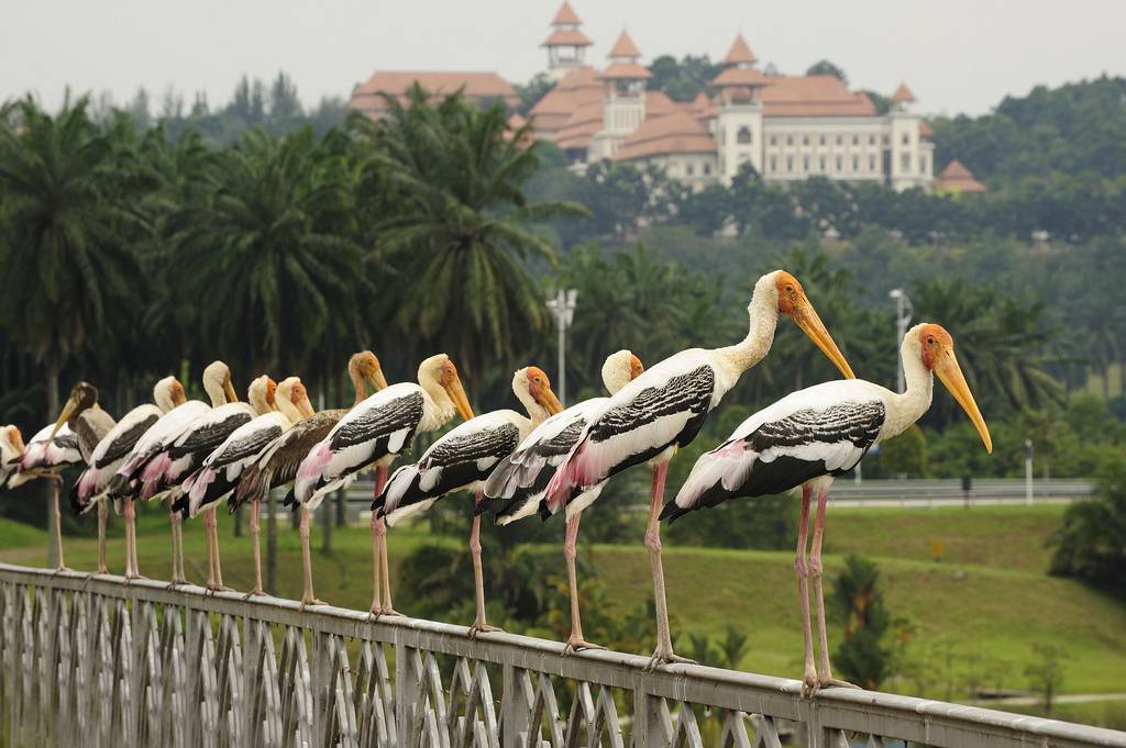 เมืองใหม่ มาเลเซีย