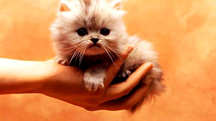 น้องแมว....น่าร๊าาาก