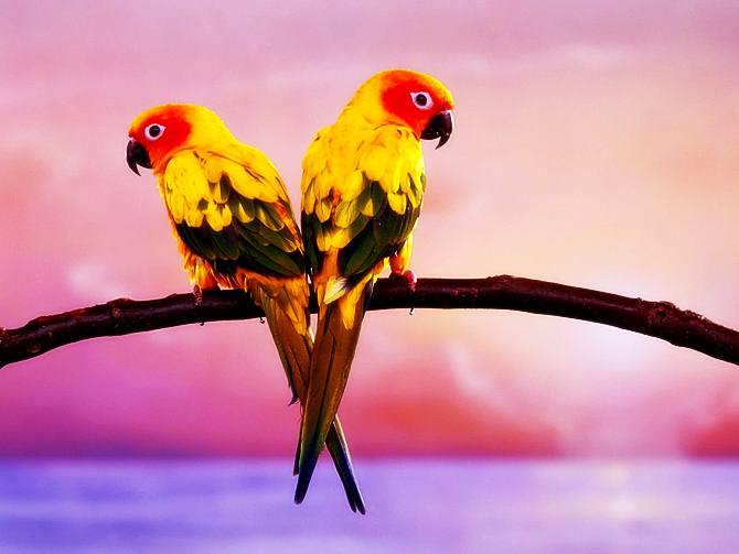 เสียงใสใส...มีสีสัน..นกแก้ว