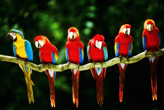 เสียงใสใส...มีสีสัน..นกแก้ว