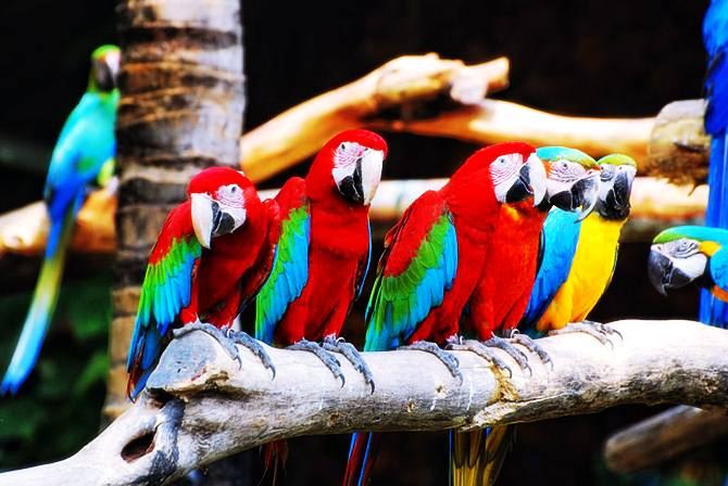 เสียงใสใส...มีสีสัน..นกแก้ว