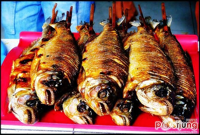 ของฝากจากป่า อเมซอน