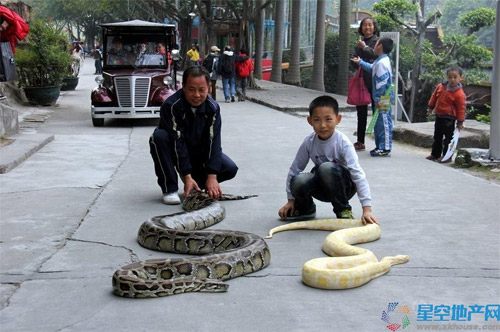 อึ้ง! พ่อแม่จีนเลี้ยงงูยาว 15 ฟุตไว้เป็นพี่เลี้ยงลูก