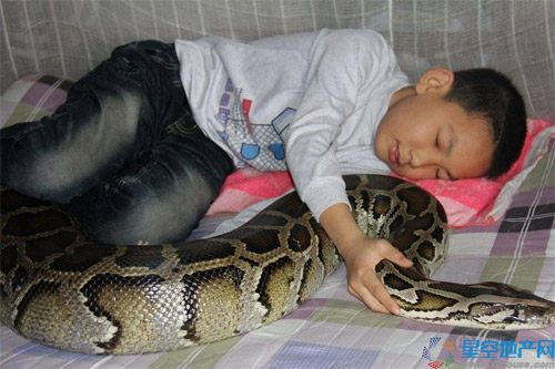 อึ้ง! พ่อแม่จีนเลี้ยงงูยาว 15 ฟุตไว้เป็นพี่เลี้ยงลูก