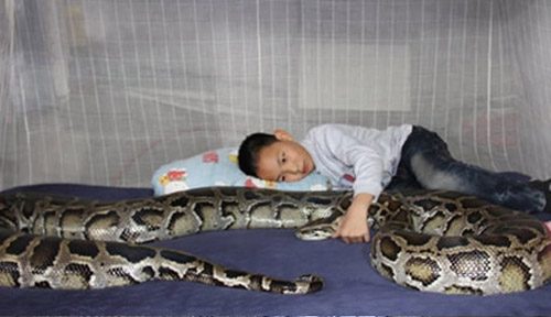 อึ้ง! พ่อแม่จีนเลี้ยงงูยาว 15 ฟุตไว้เป็นพี่เลี้ยงลูก