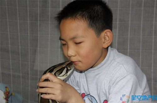 อึ้ง! พ่อแม่จีนเลี้ยงงูยาว 15 ฟุตไว้เป็นพี่เลี้ยงลูก