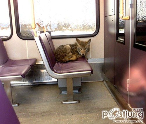 คนรักสัตว์โลก ๑๑