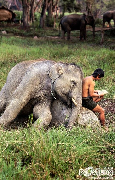 คนรักสัตว์โลก ๑๑