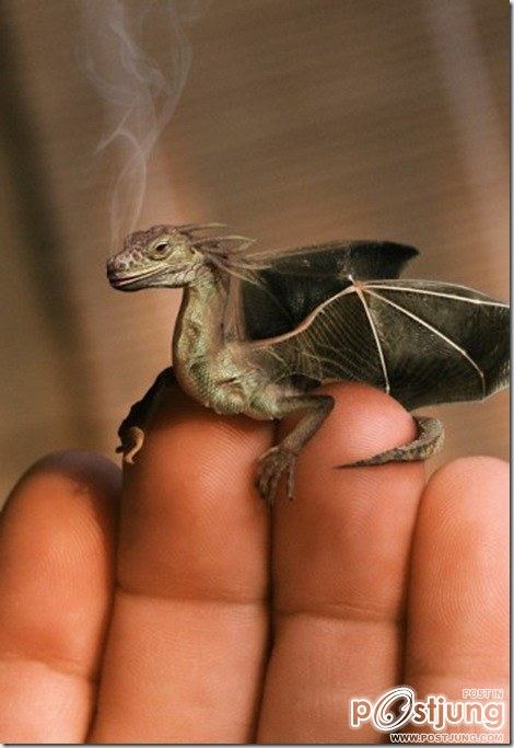 คนรักสัตว์โลก ๑๑