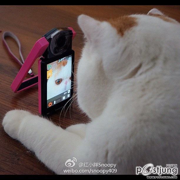 น้องเหมียว SNOOPY