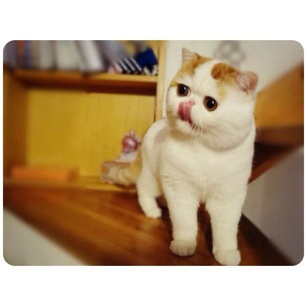 น้องเหมียว SNOOPY