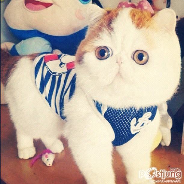 น้องเหมียว SNOOPY
