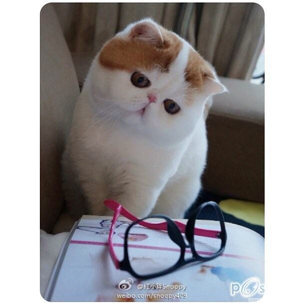น้องเหมียว SNOOPY