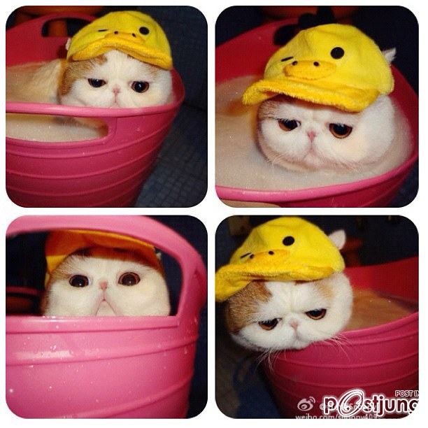 น้องเหมียว SNOOPY