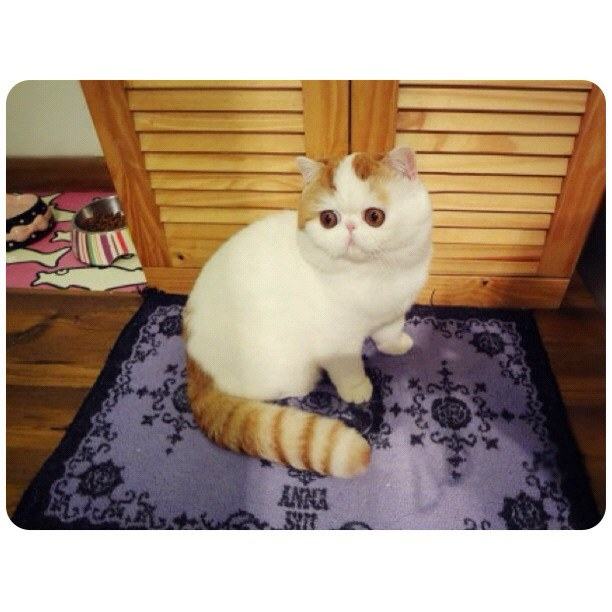 น้องเหมียว SNOOPY