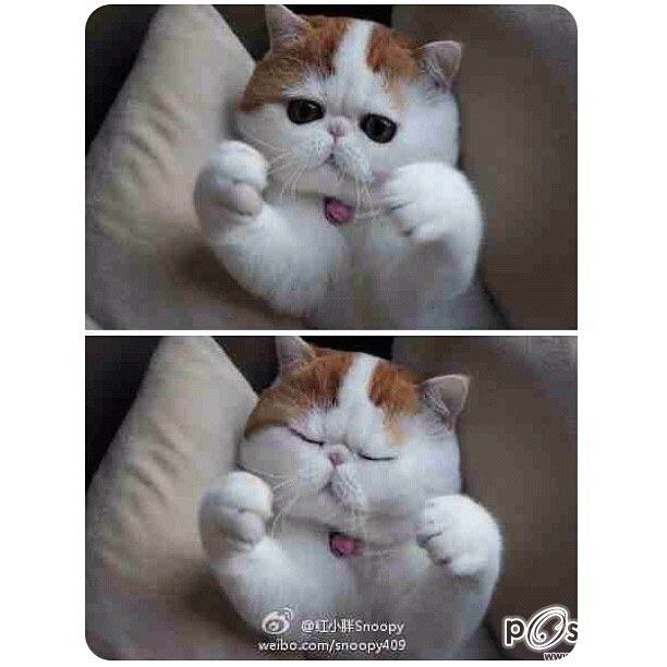 น้องเหมียว SNOOPY