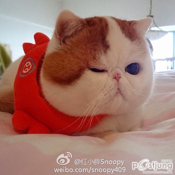 น้องเหมียว SNOOPY