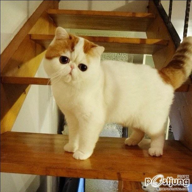 น้องเหมียว SNOOPY