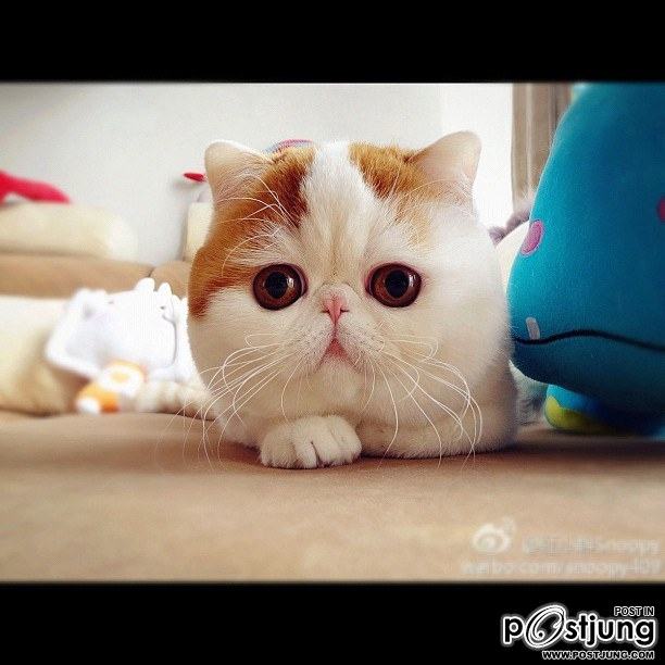 น้องเหมียว SNOOPY
