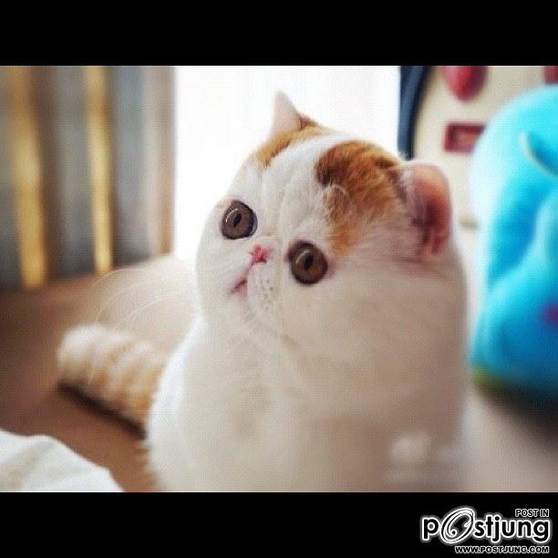 น้องเหมียว SNOOPY