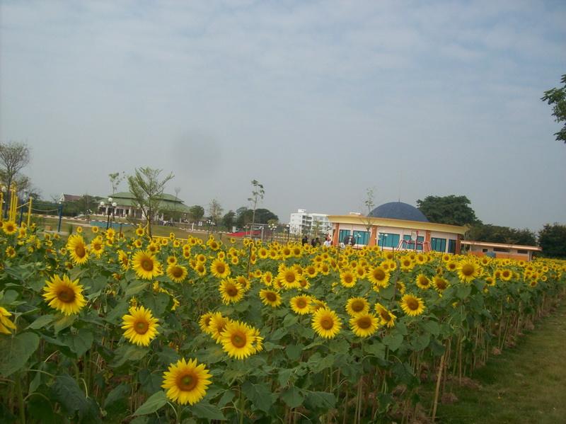 ทุ่งทานตะวัน อบจ.ลำปาง
