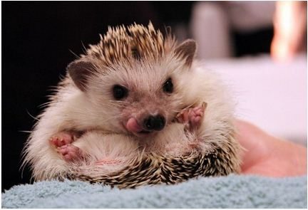 เม่นแคระ น่ารัก น่าเลี้ยง