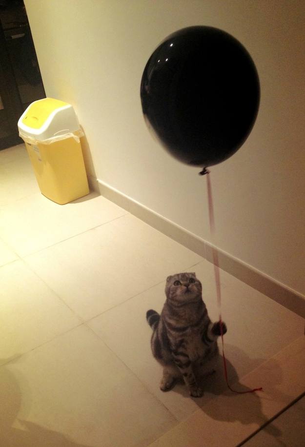 เฮ้ย...ไอ้เหมียว2