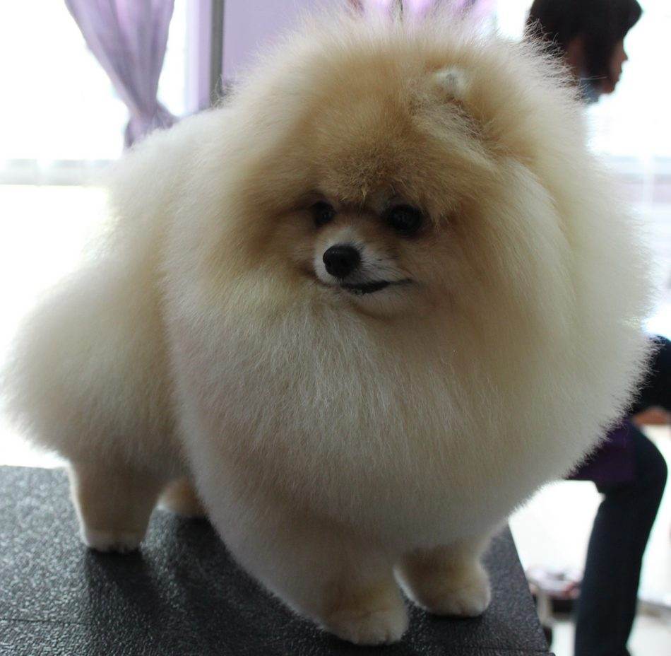 pomeranian....