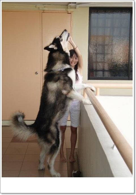 alaskan malamute....