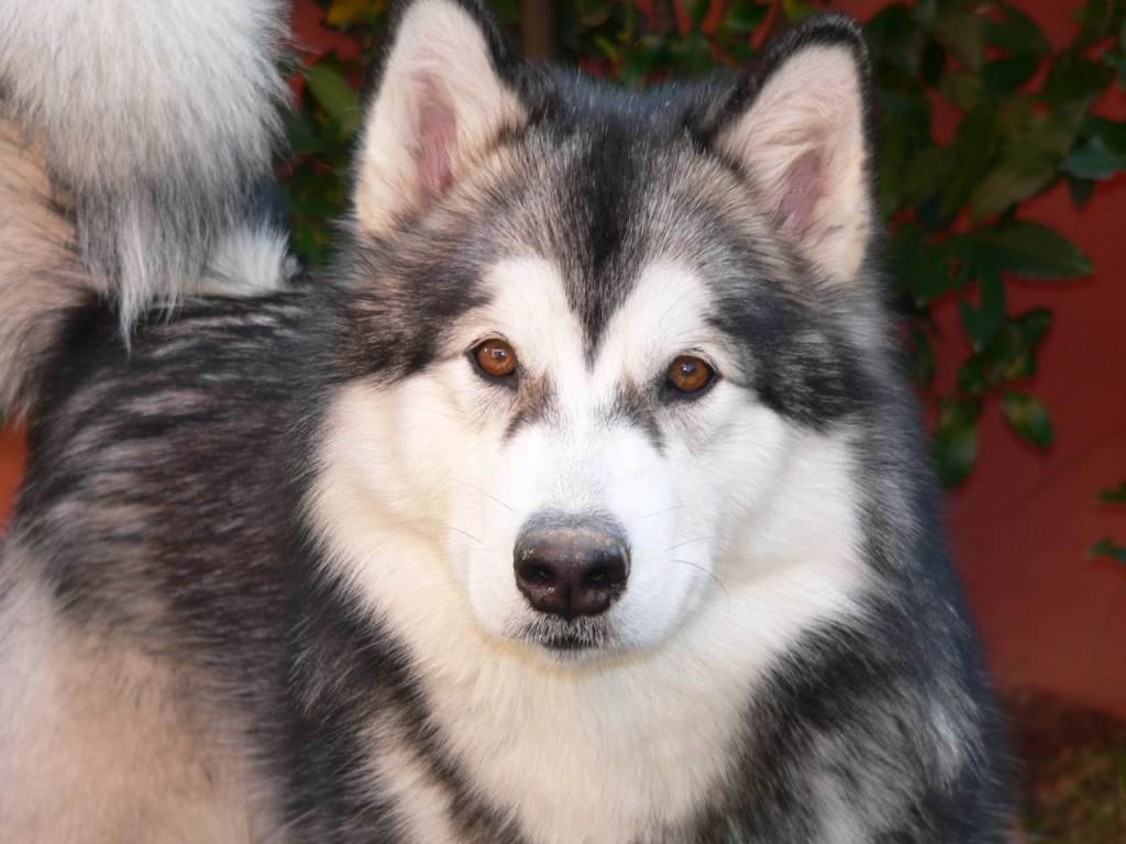 alaskan malamute....