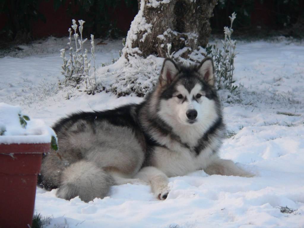 alaskan malamute....
