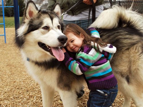 alaskan malamute....